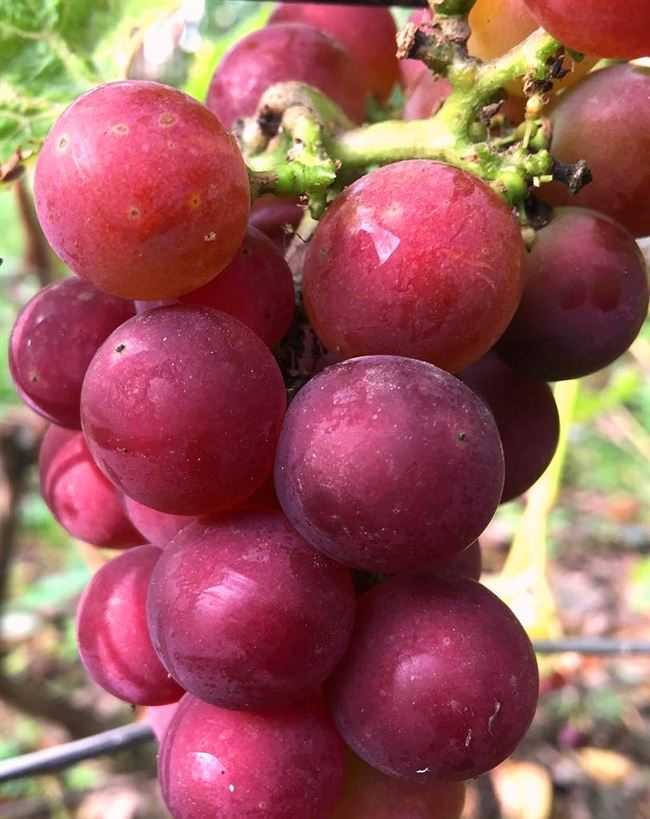 Виноград кодрянка: описание сорта, фото и отзывы