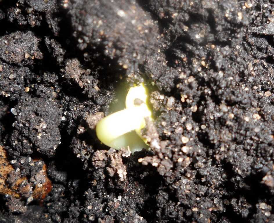 Как вырастить рассаду арбуза, когда посадить семена