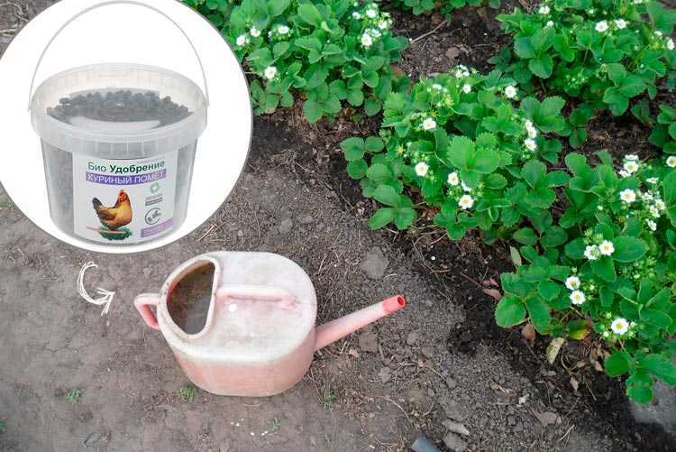 Советы как подкормить клубнику весной, правила ухода и обработки