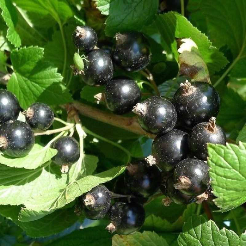 Самый лучший сорт: черная смородина 15 сортов крупноплодные, высокоурожайные