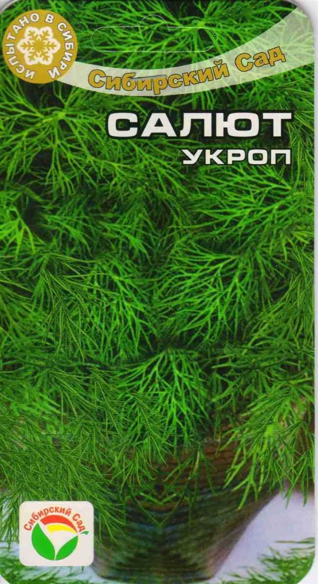 Укроп кустовой русский размер — описание сорта, фото и отзывы