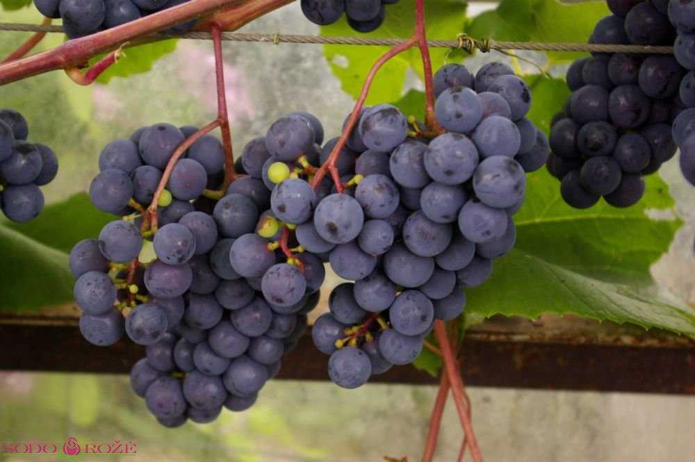 Виноград зилга — излагаем обстоятельно
