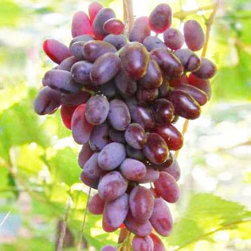 Виноград байконур: описание, отзывы, характеристика