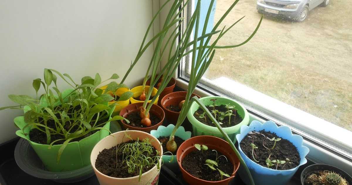 Шпинат: выращивание в домашних условиях из семян для начинающих - огород, сад, балкон - медиаплатформа миртесен