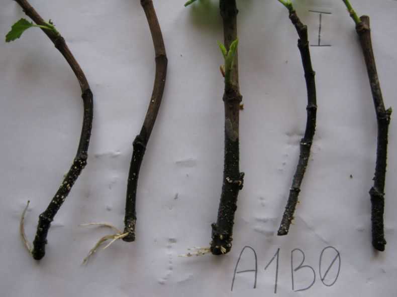 Размножение ежевики черенками осенью, заготовка корневых и зеленых стеблевых отростков