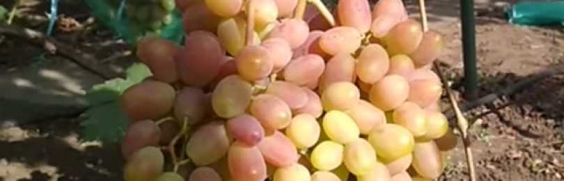 Описание сорта винограда сенсация: вкус и польза в одной ягоде