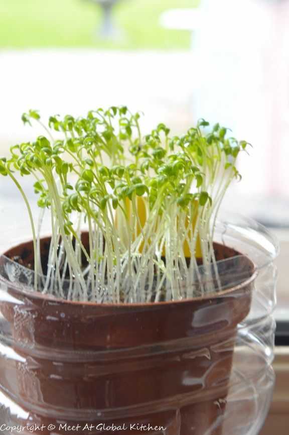 Кресс салат выращивание на подоконнике в домашних условиях