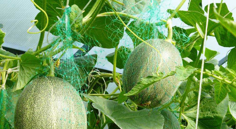 Арбуз огонек: описание сорта, выращивание и уход