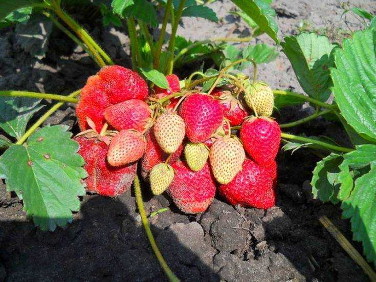 Клубника боровицкая: отзывы садоводов, фото, характеристика позднего сорта ягоды