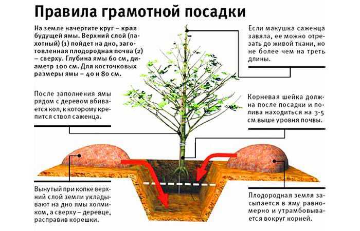 Как правильно посадить вишню осенью саженцами – пошаговая инструкция