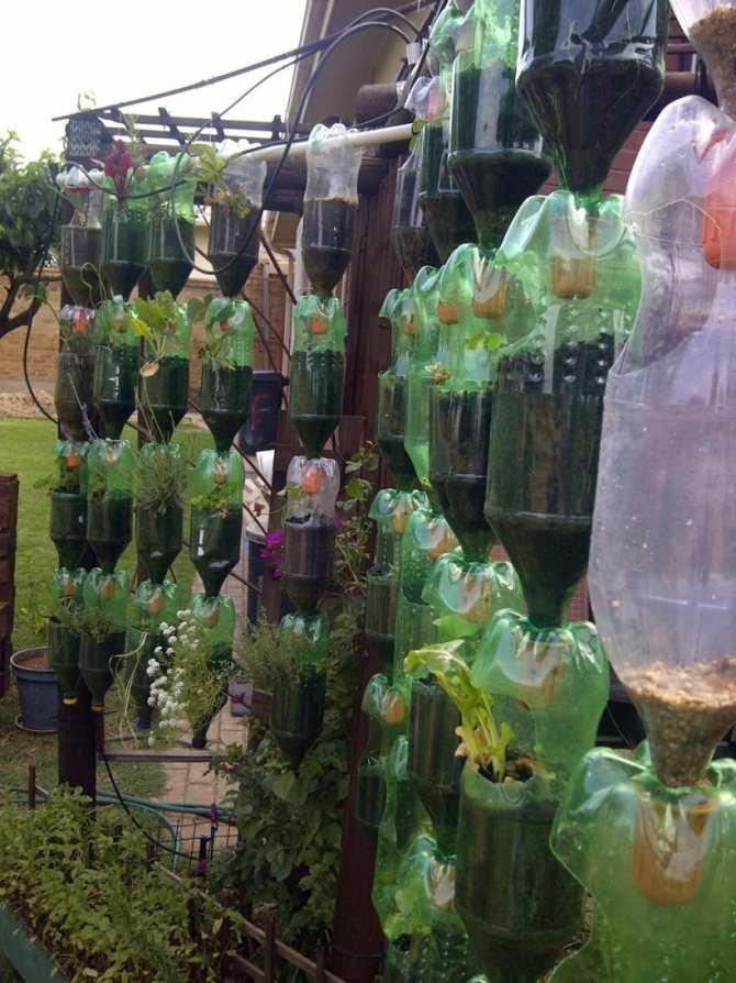 Выращивание клубники в пластиковых бутылках