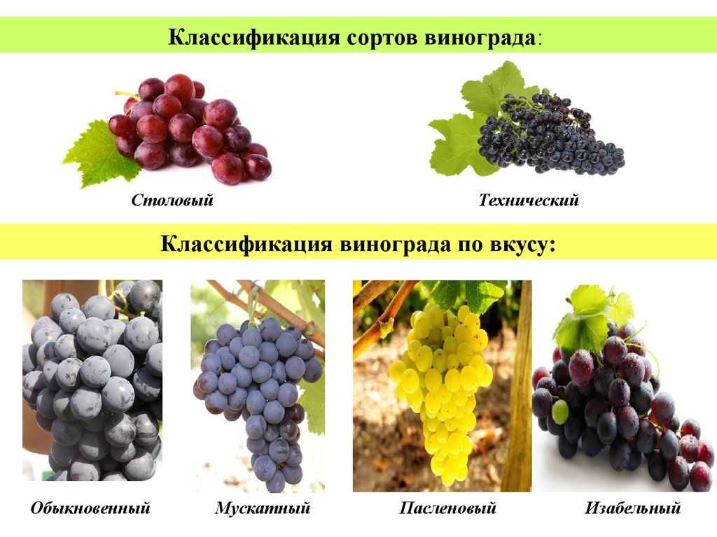 Описание сорта белого грузинского винограда ркацители