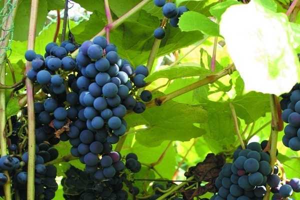 Виноград «зилга» описание сорта, его выращивание и использование, отзывы и фото