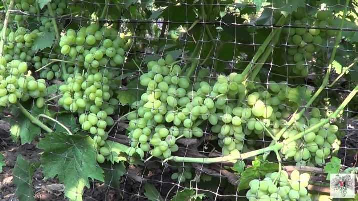 Характеристика винограда элегант