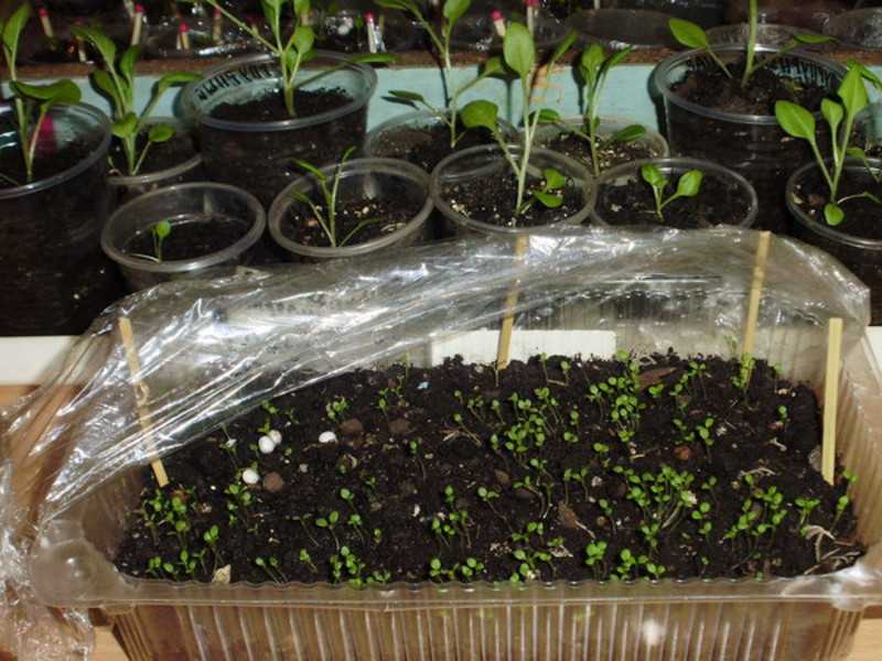 Выращивание рассады базилика из семян в домашних условиях и высадка в открытый грунт