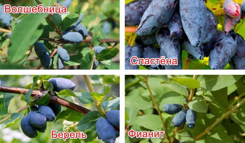 Жимолость съедобная: сорта в беларуси, какие лучшие, особенности посадки и ухода, выращивания, полезные свойства ягод