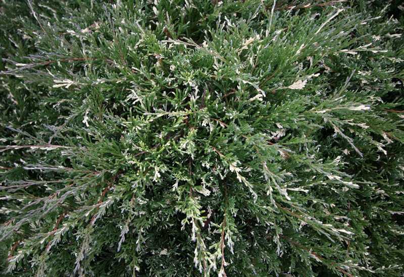 Можжевельник казацкий вариегата (variegata): описание, фото, отзывы, посадка и уход