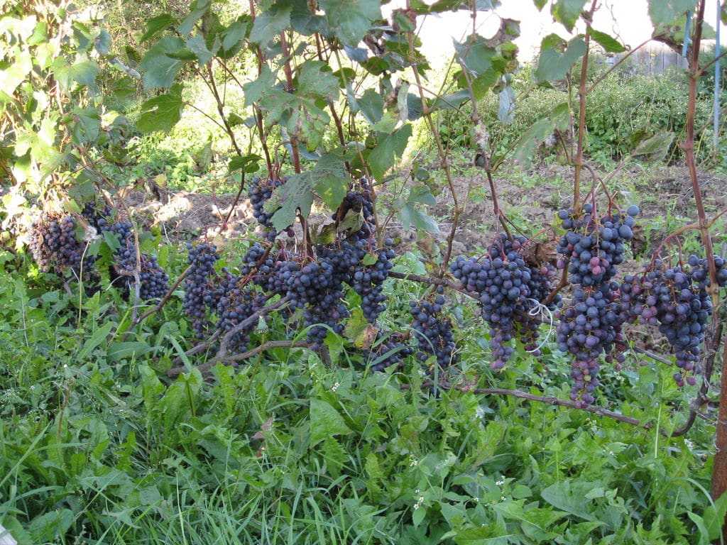 Виноград загадка шарова описание сорта, выращивание и отзывы