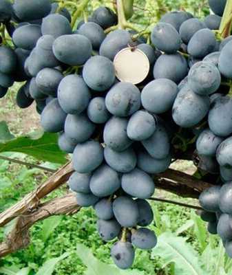 Виноград «чарли» характеристика сорта, описание особенностей и выращивания с фото