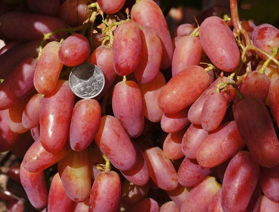 Виноград «преображение»: описание сорта и секреты выращивания