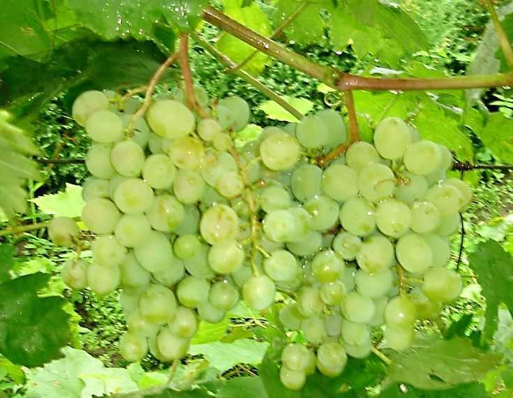 Виноград "восторг": описание сорта, фото, отзывы