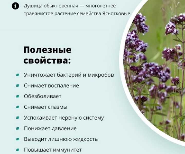 Душица (орегано) - лечебные свойства и применение | spicesguide.ru
