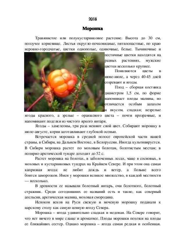 Морошка: полезные свойства и противопоказания, где растет в россии + фото