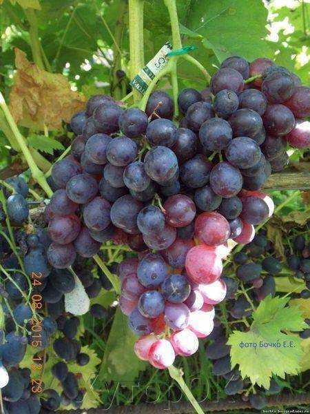 Виноград «молдова»: описание сорта, фото, отзывы