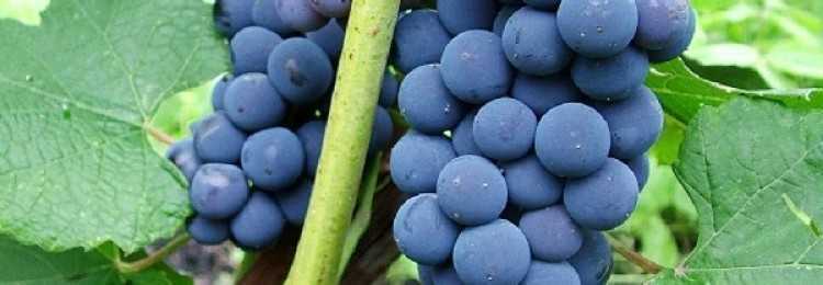 Подробное описание винного сорта винограда "альфа"