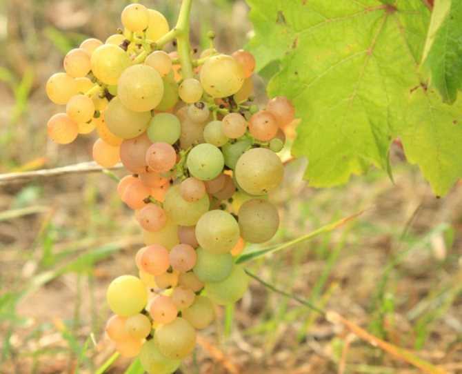 Виноград платоновский: описание сорта с характеристикой и отзывами, особенности посадки и выращивания, фото