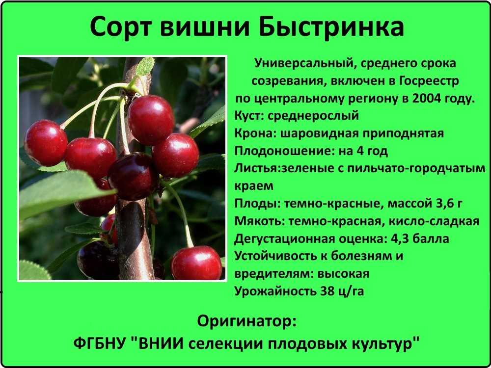 Сорта вишни - лучшие сорта для средней полосы россии, описание и особенности выращивания в саду (90 фото)