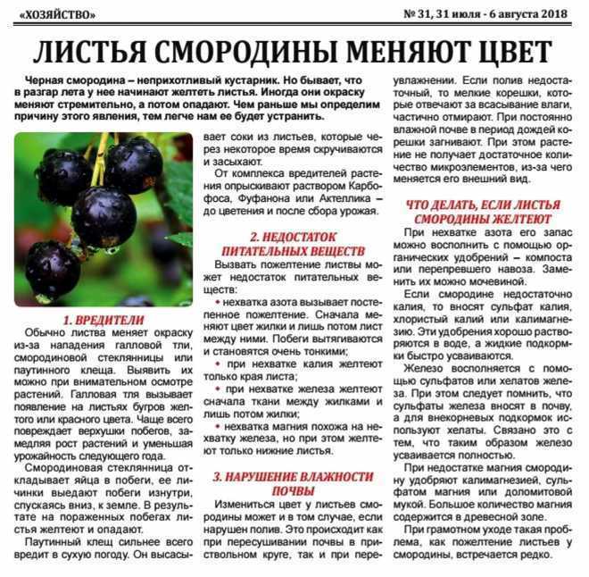 16 лучших сорта смородины - для средней полосы россии и нижегородской области, самые сладкие