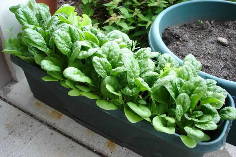 Можно ли вырастить шпинат дома на подоконнике зимой, и какие сорта лучше всего для этого подходят, как создать благоприятные условия. Правила посева и время сбора первого урожая.