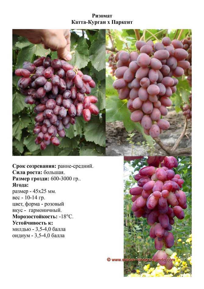 Сорт винограда «фурор»: крупные ягоды и морозостойкость черного винограда
