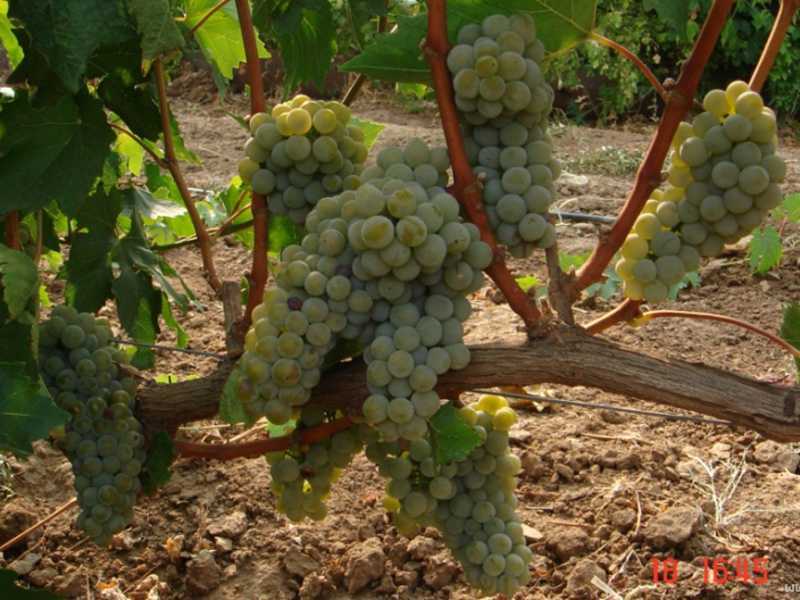 Сорт винограда долгожданный: что нужно знать о нем, описание сорта, отзывы