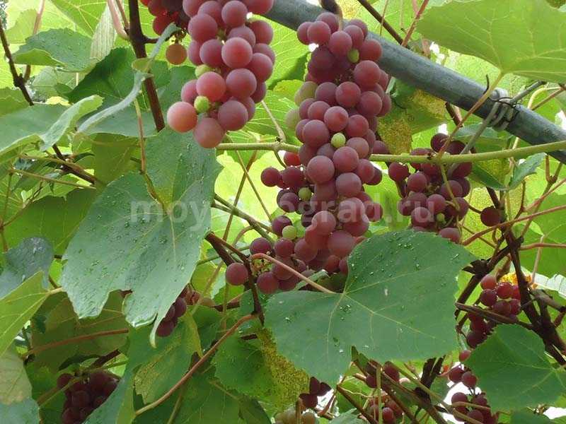 Сорт винограда «лидия»