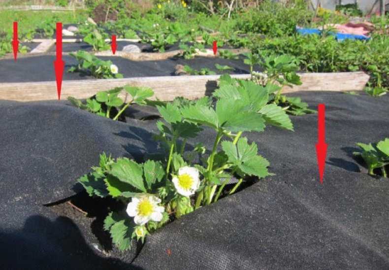 Как посадить клубнику на черный укрывной материал: полная инструкция