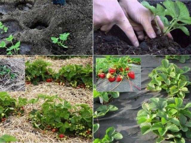 Как правильно посадить клубнику осенью: секреты хорошего урожая