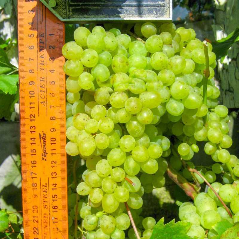 Характеристика сорта винограда «русбол»