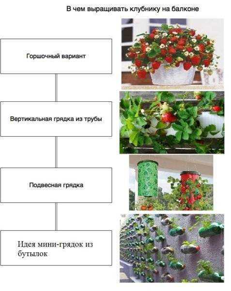 Вертикальная посадка клубники, а также описание различных способов, а том числе для украины