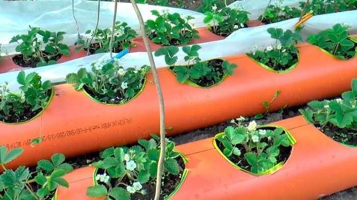 Как правильно выращивать клубнику в трубах пвх горизонтально?