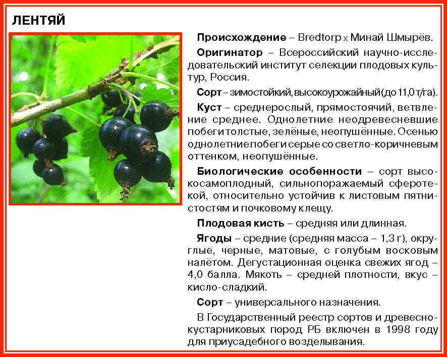 Черная смородина белорусская сладкая