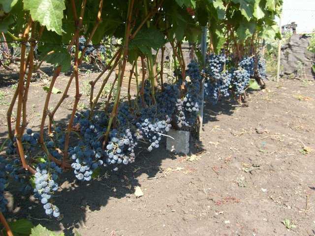 Описание и размножение сорта винограда амурский, посадка и уход