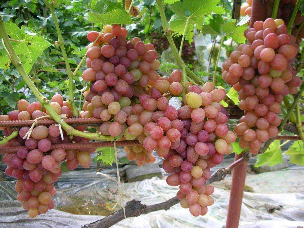 Виноград валек: описание сорта, основные характеристики, посадка и уход