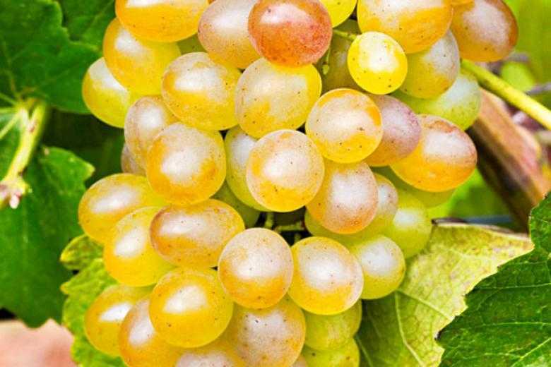 Виноград сорта платовский: гармоничный вкус, высокая урожайность и простой уход
