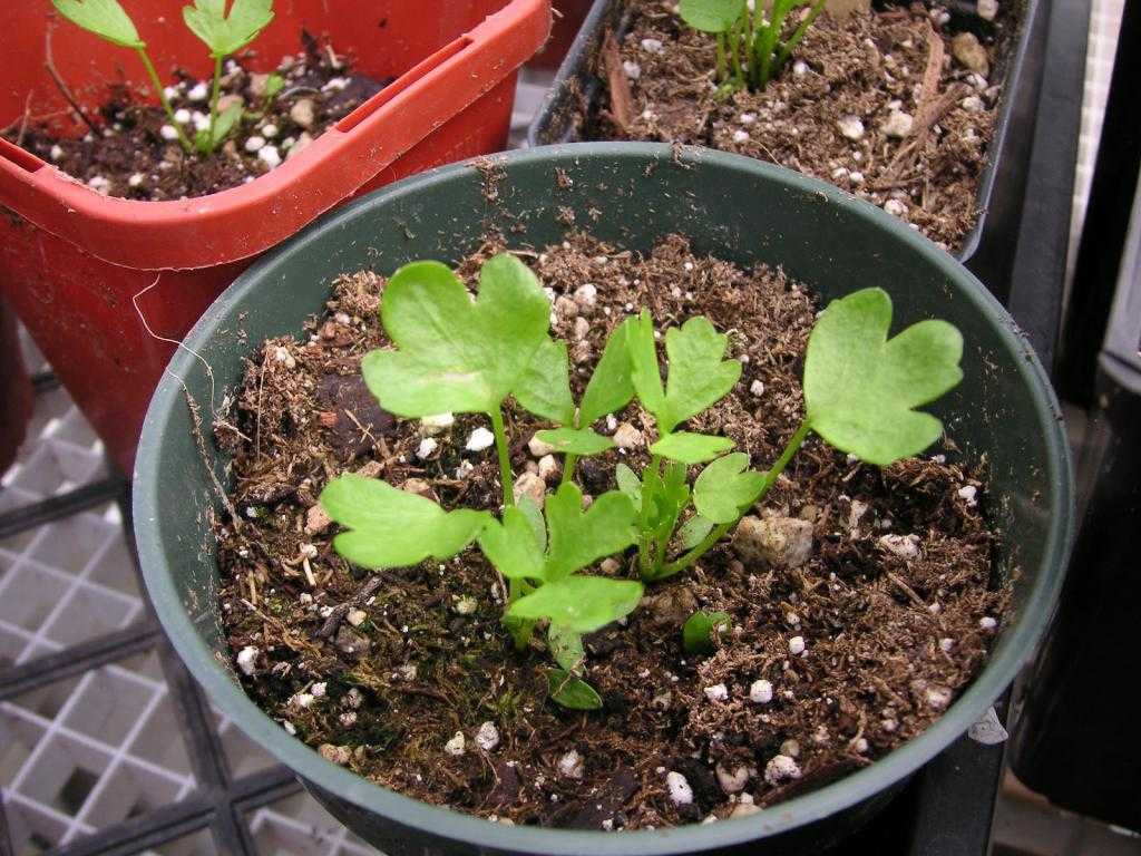Корневой сельдерей: выращивание и уход в открытом грунте, посев семян в домашних условиях, способы посадки и когда сажать, как вырастить, чтобы корень был крупный?