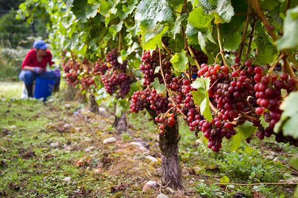 Сорт винограда низина: описание, фото