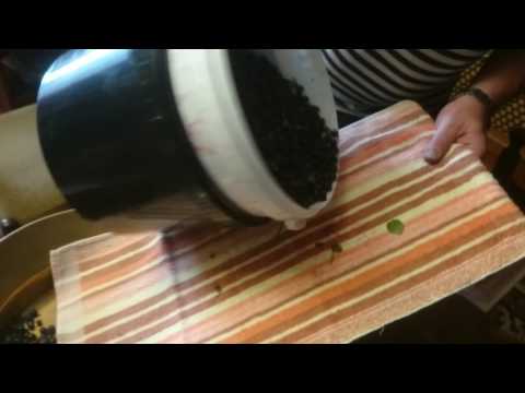 Как быстро перебрать клубнику от хвостиков (плодоножек)