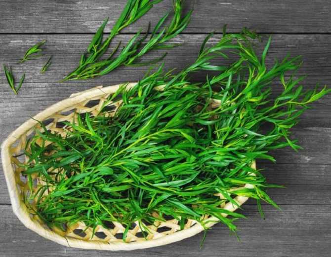 Полезные свойства травы тархун и оригинальные рецепты его употребления