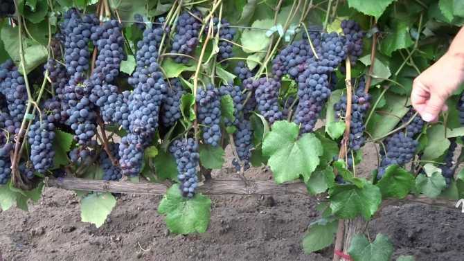 Универсальный сорт винограда зилга